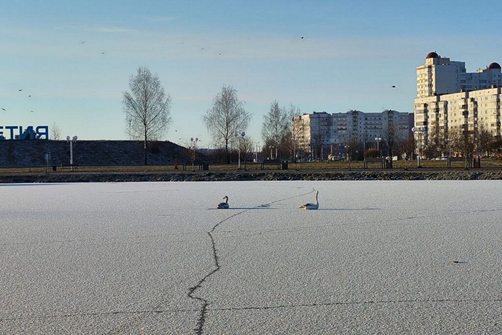 В Витебске заметили неподвижных лебедей — оказалось, они просто наелись и не хотели двигаться