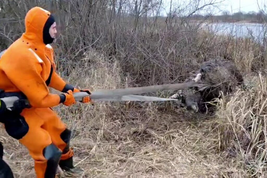 Лось провалился под тонкий лед — доставали его с помощью пожарного рукава пятеро мужчин