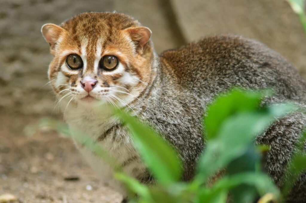 Редчайшую плоскоголовую кошку вновь обнаружили в Таиланде