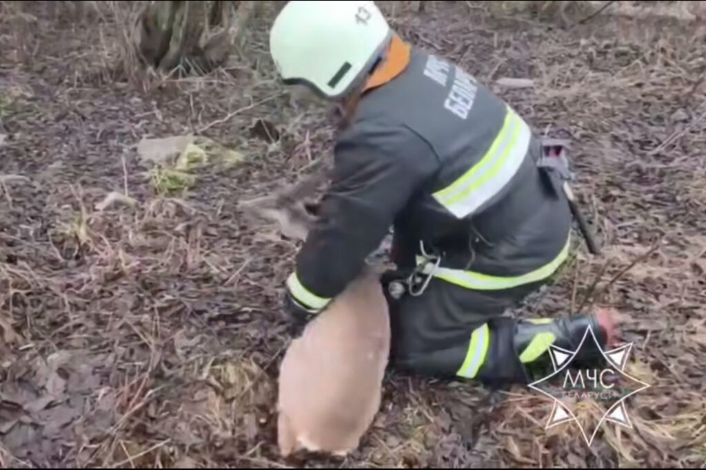 В Островце спасли косулю, застрявшую в заборе