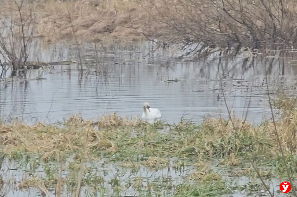 Лебеди в ледяной ловушке Березины — спасать или не мешать? История, которая расколола сеть