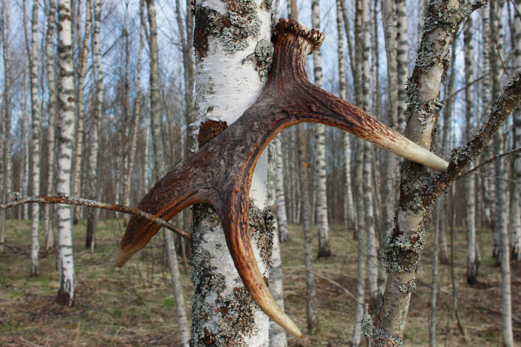 Нашли рога лося в лесу: можно ли их забрать с собой? Разъяснили лесники