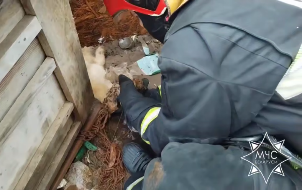 Спасатели в Несвиже освободили собаку — лапа застряла в карабине цепи