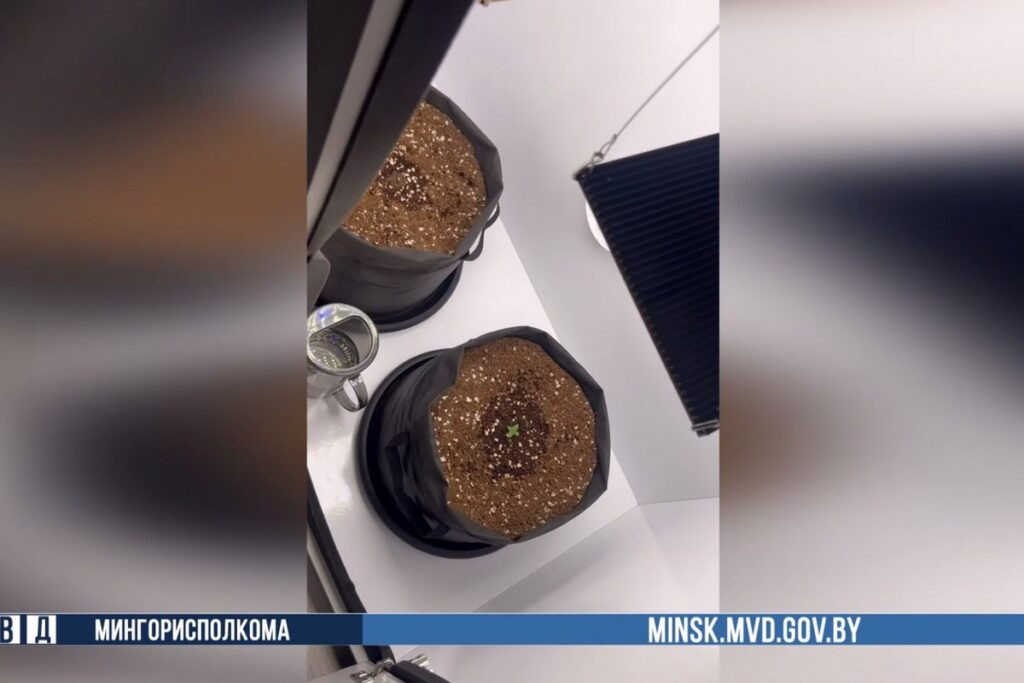 «Мини-огород» в минской съемной квартире оказался плантацией конопли