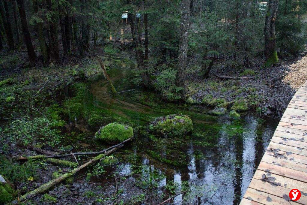В лесу на Логойщине появились музыкальные инструменты. Рассказываем о новой экотропе