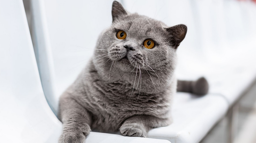 Кот из Беларуси вошел в тройку мирового рейтинга — чем он отличился