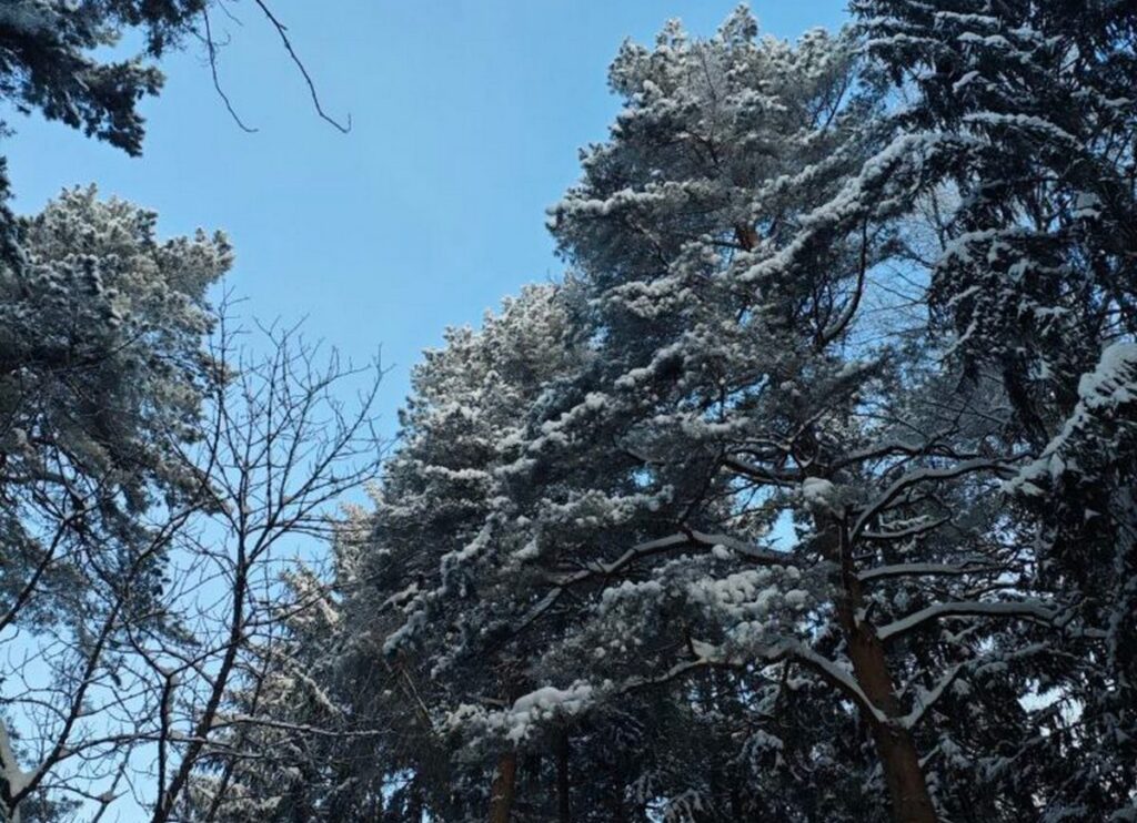 В страну идет потепление: синоптики в TikTok  обнадежили белорусов, но ненадолго