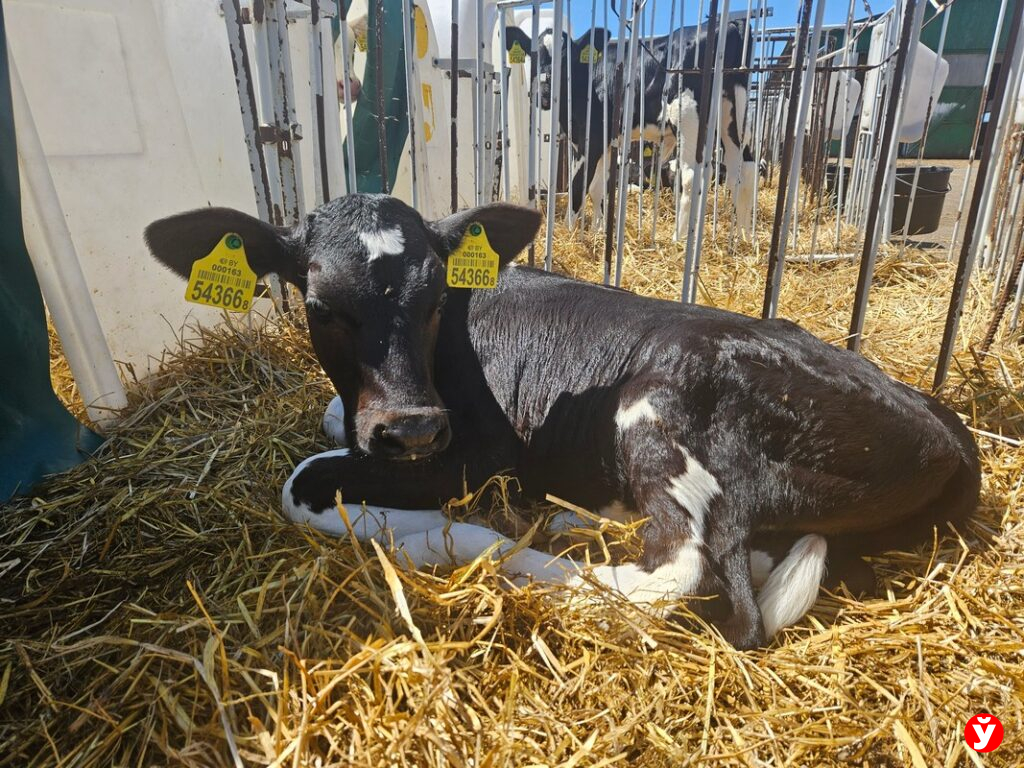 Новые комплексы для бычков увеличат производство говядины в стране