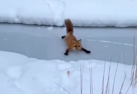 Лиса-фигуристка, кот на Байкале и снежный Минск: топ видео от нейросети