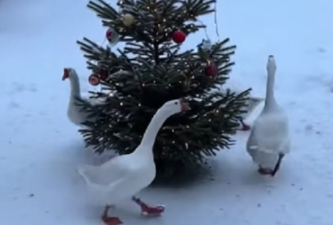 Коты с икрой, гуси в хороводе и 7 метров снега — вы тоже поверили этим видео?