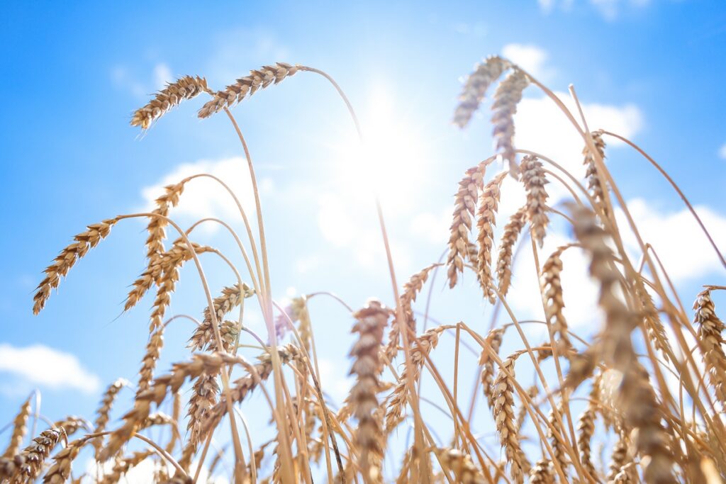 В Беларуси прогнозируется многолетняя засуха — аграриев призывают адаптироваться уже сейчас