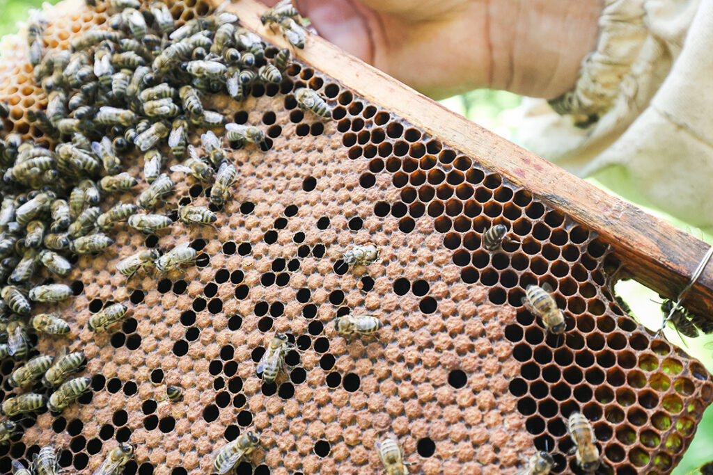 Какой сегодня праздник: 17 января гнали чертей и ели мед