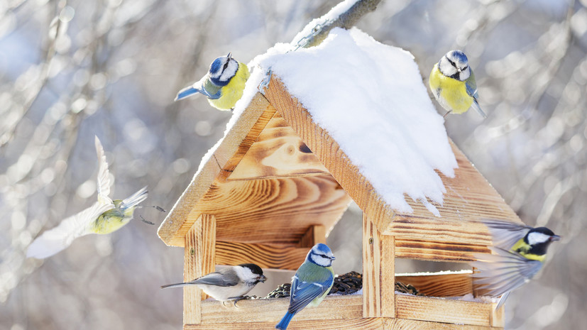 Белорусам объяснили, как правильно подкармливать птиц зимой