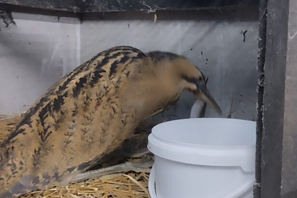 Рыбаки в Витебской области спасли редкую птицу, упавшую на лед от истощения