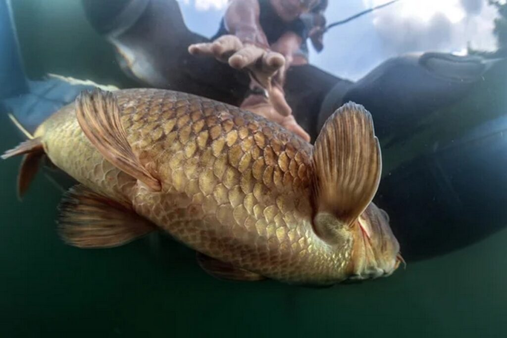 Минсельхозпрод установил лимиты на вылов рыбы в 2026 году