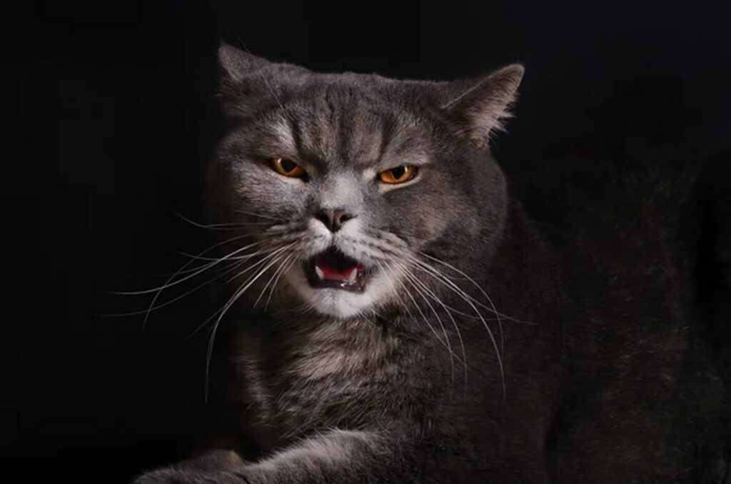 Съедят ли вас питомцы после смерти? Резонансные случаи и научное объяснение