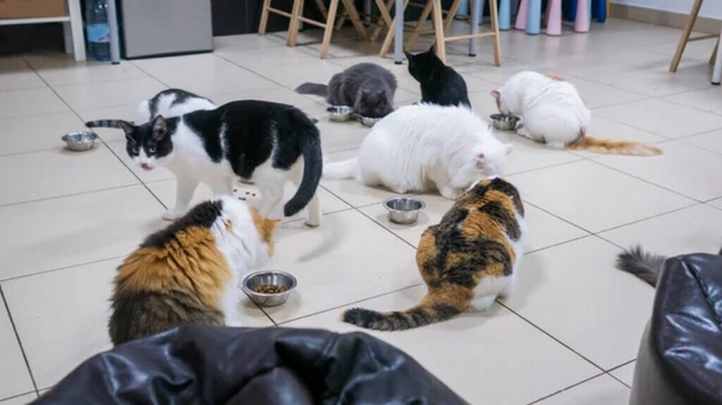 Штрафы до 630 рублей ждут белорусов за содержание более двух кошек или собак в квартире