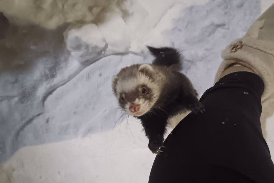 Под Минском заметили ручных хорьков — как животные оказались без хозяев и что с ними стало
