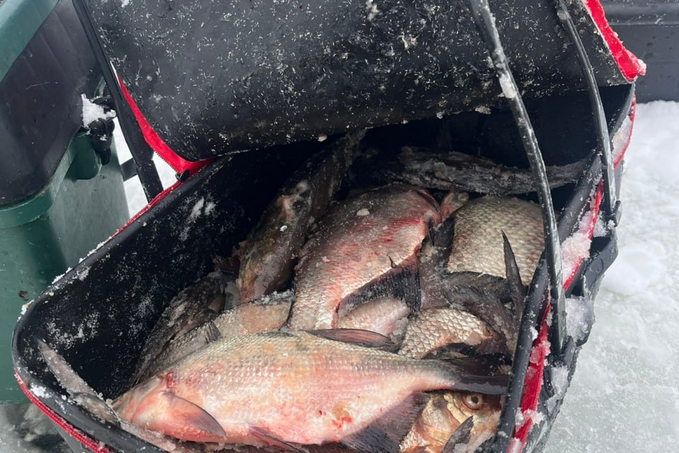 Зимняя рыбалка в Беларуси — уловы с Вилейки и Браслава