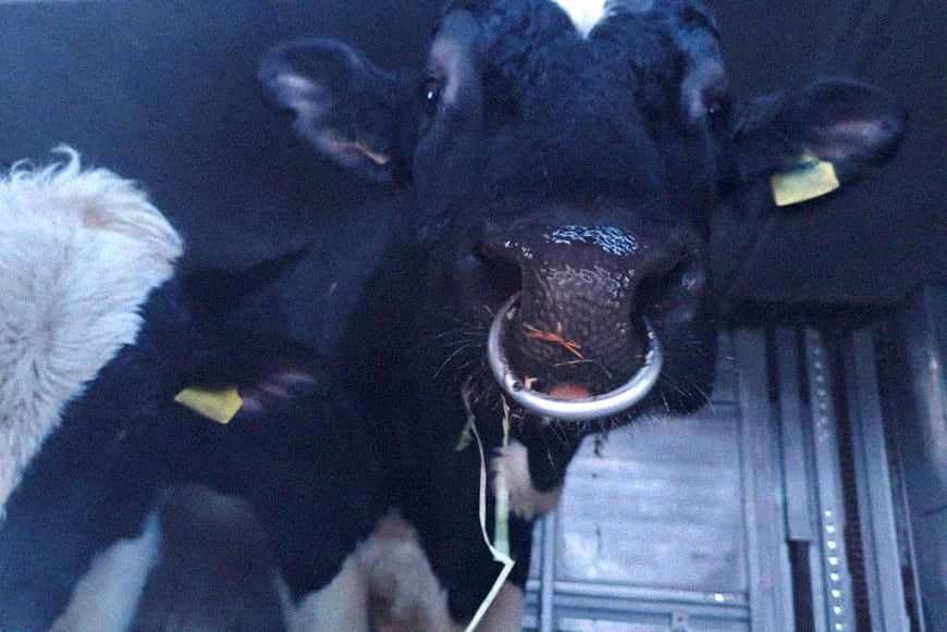 Быков из Беларуси не пустили в Россию: грузовик с животными отправили назад