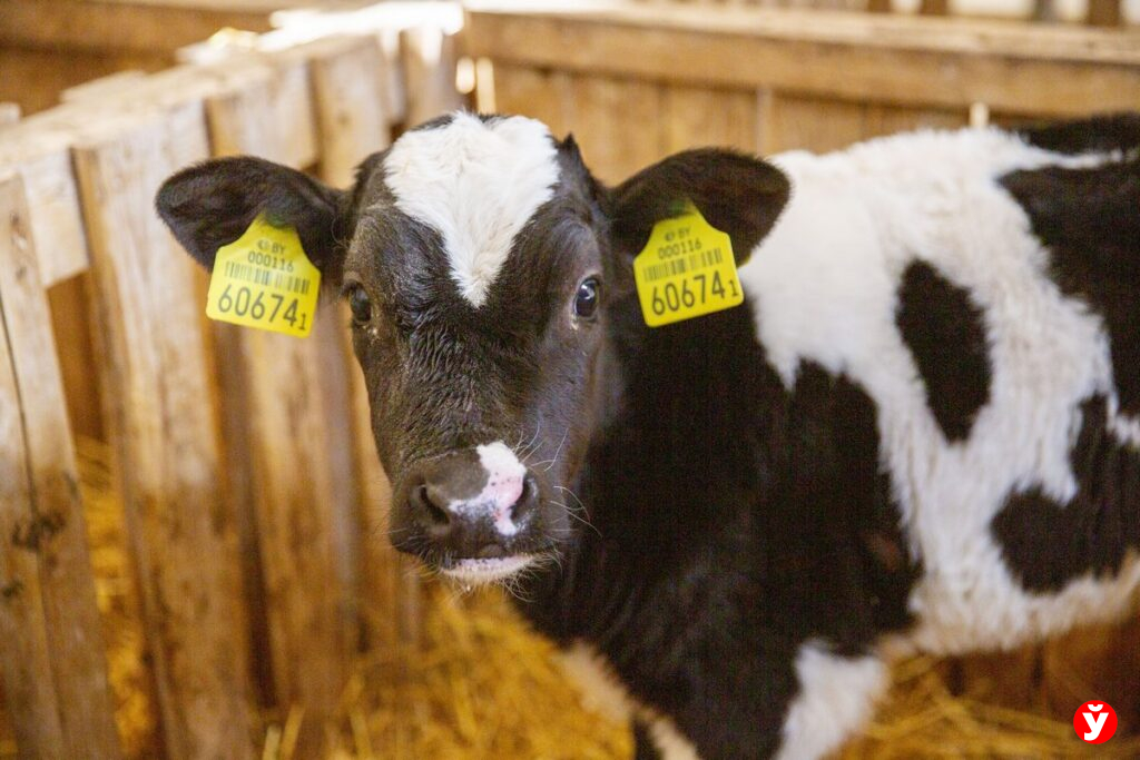 Лукашенко назвал главную проблему животноводства