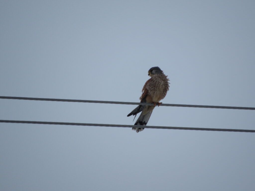 Самого маленького пернатого хищника Беларуси заметили в деревне Смолевичского района