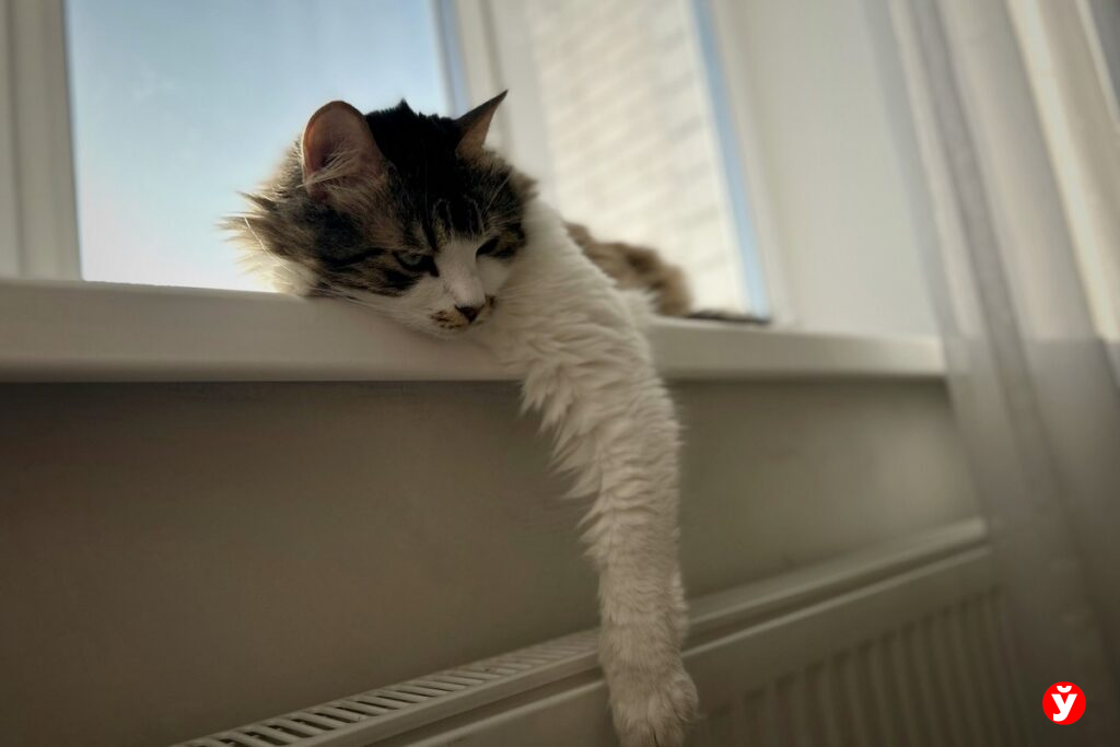 В Каменной Горке тепла нет — 20 января во Фрунзенском и Октябрьском районах холодные батареи