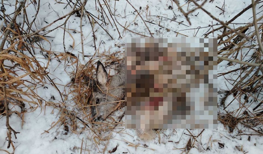 Белорусский охотник перепутал зайца с косулей и попал под уголовное дело