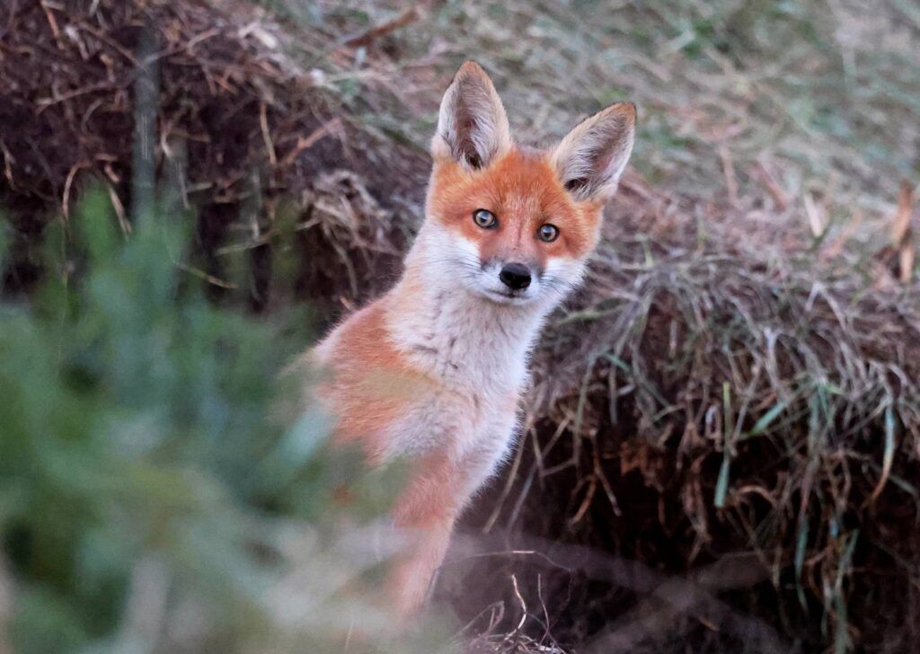 Снегири, ястребы и лисицы через дорогу: как жительница Лесного превратила двор в фотосафари
