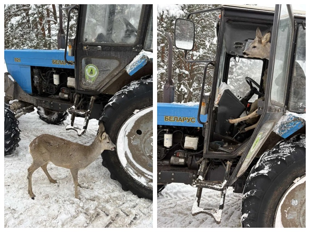 Косуля в тракторе «Беларус»: необычная история из Бобруйского района