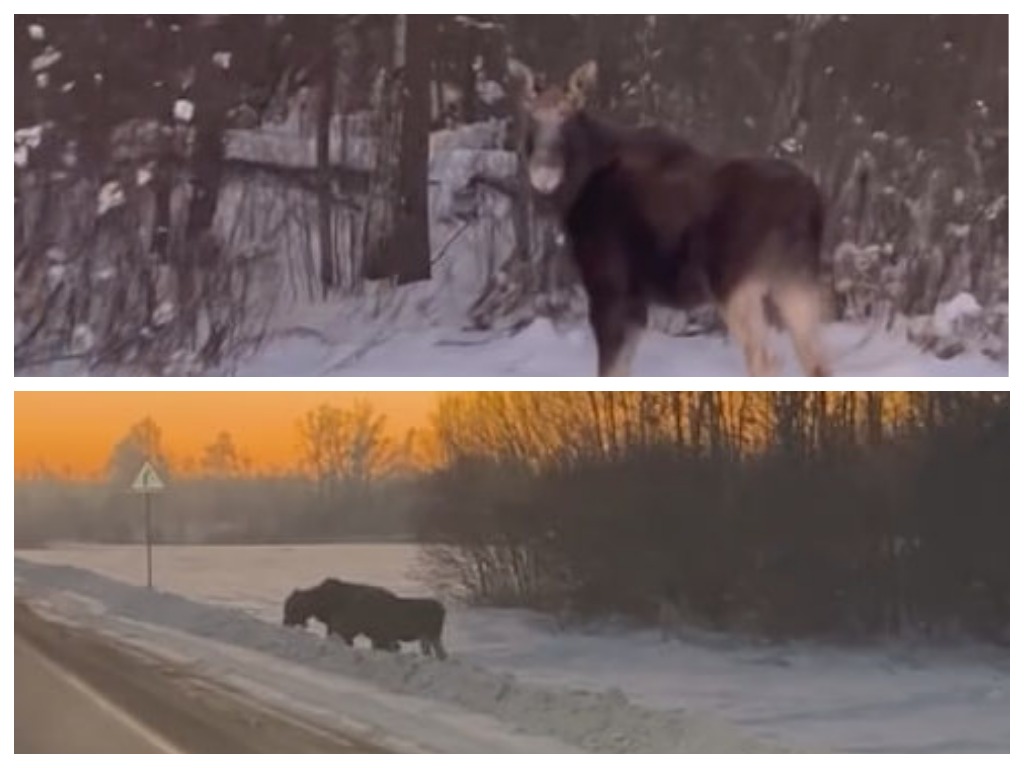«Лоси совсем обнаглели?» Диких животных заметили возле аэропорта Минск — видео вызвало бурю споров