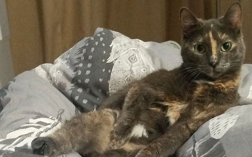 Белоруска нашла кошку, закатанную в трехлитровую банку — судьба животного уже известна