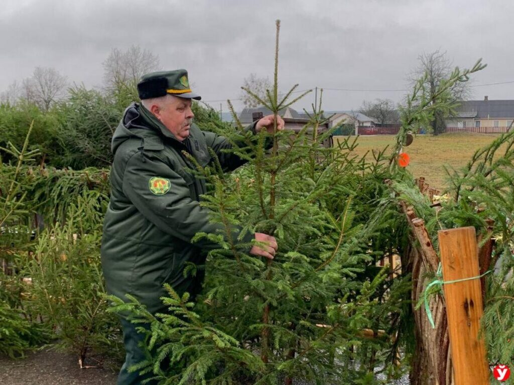 Почти 150 тысяч проданных ёлок: как в Беларуси прошёл сезон торговли новогодними деревьями