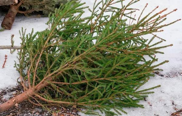 Как утилизировать новогодние деревья без штрафов — на Минщине стартует акция