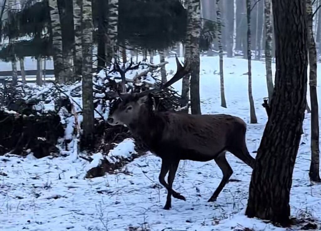 Не сидим дома! Как превратить новогодние выходные в зимнее приключение