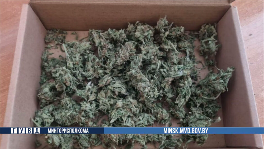 Столичная милиция нашла домашнюю плантацию каннабиса у ИП