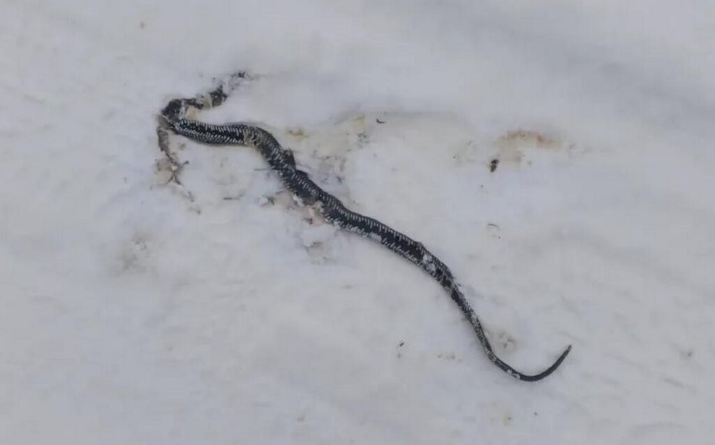 Ужа на снегу заметили в одной из белорусских деревень