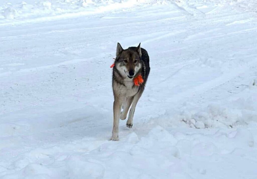 «То ли волк, то ли собака». В интернете обсуждают зверя, бегающего по Столбцам