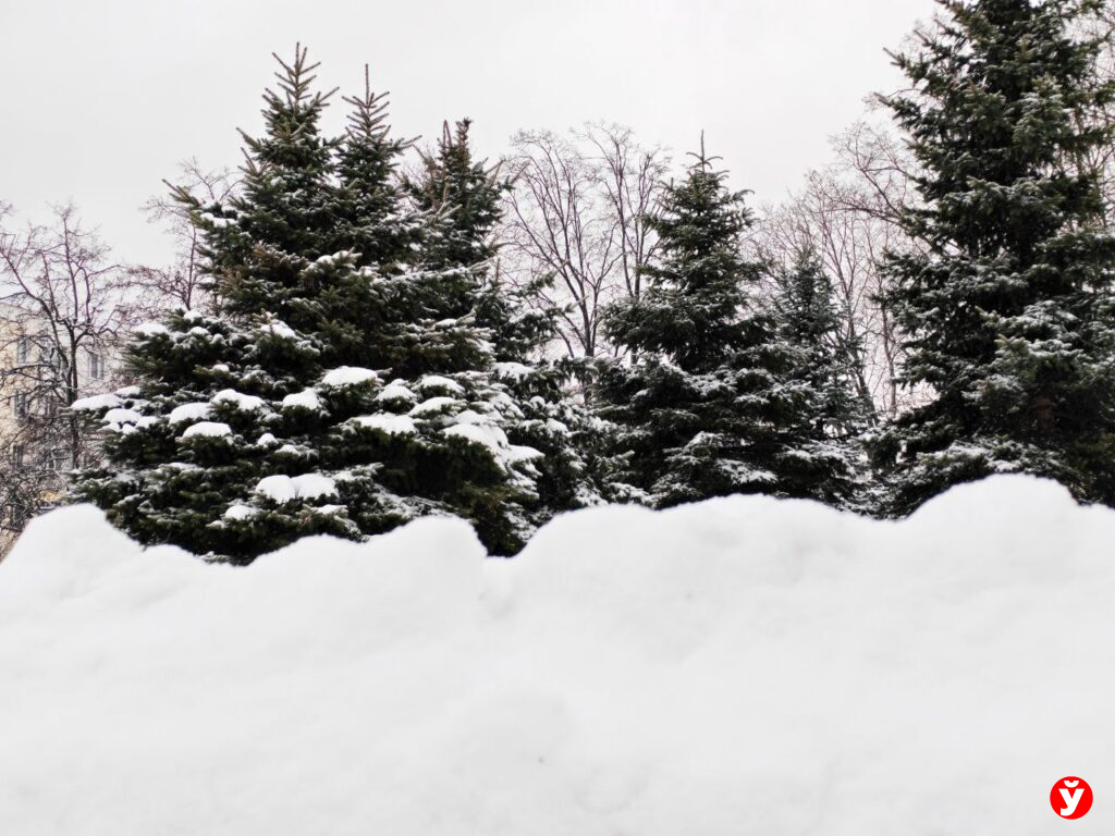 Минчане смогут сдать елки на переработку: стартует акция «Елки в щепки»