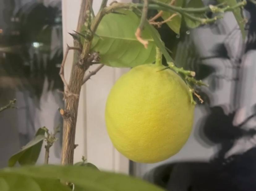 Весна вопреки метели: как в Крупках в январе расцвели тюльпаны и созрели лимоны