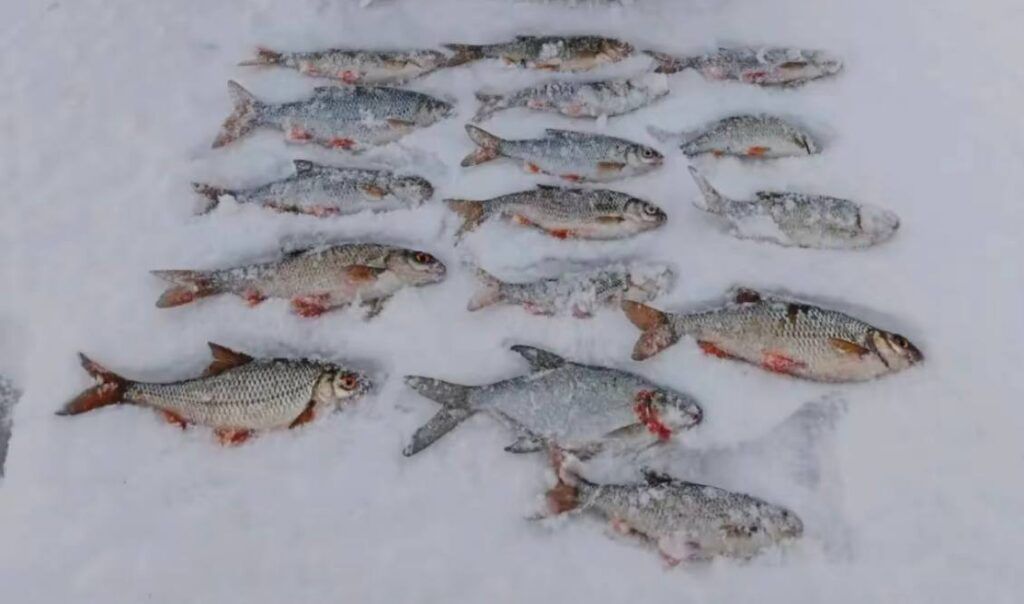 От щуки до окуня: что ловят рыбаки под Минском в январе