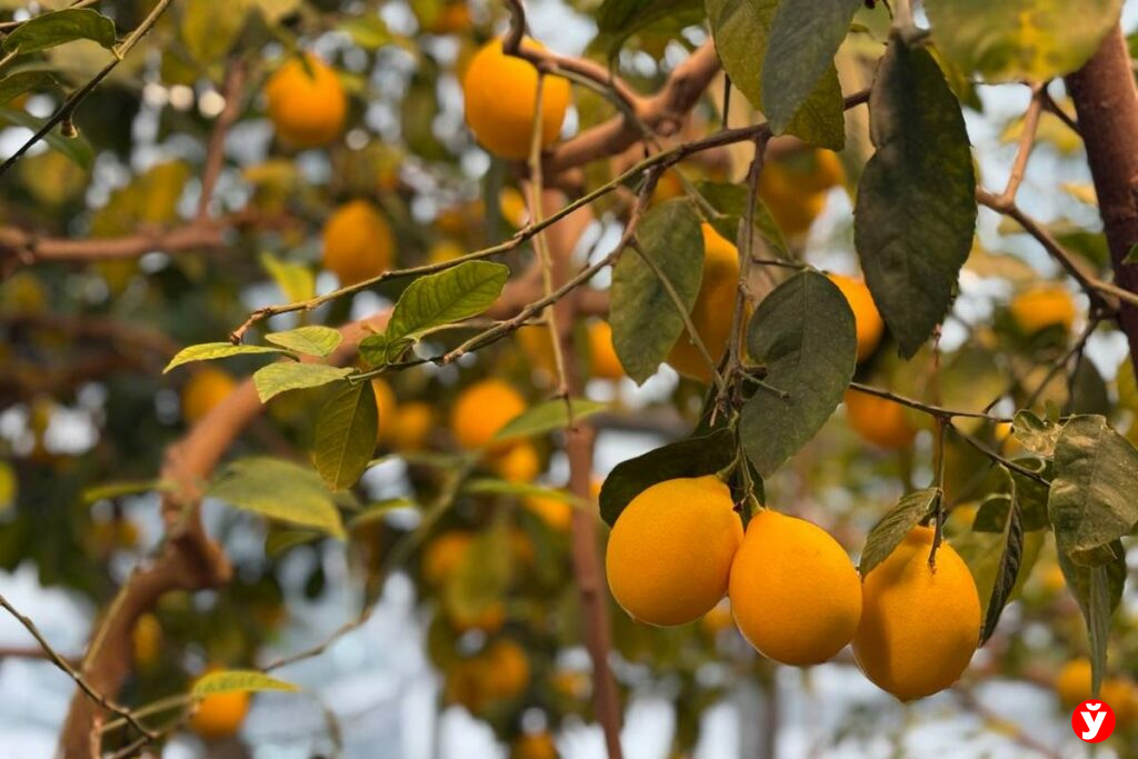 В тропики за 12 рублей — нашли самую летнюю локацию Минска этой зимы