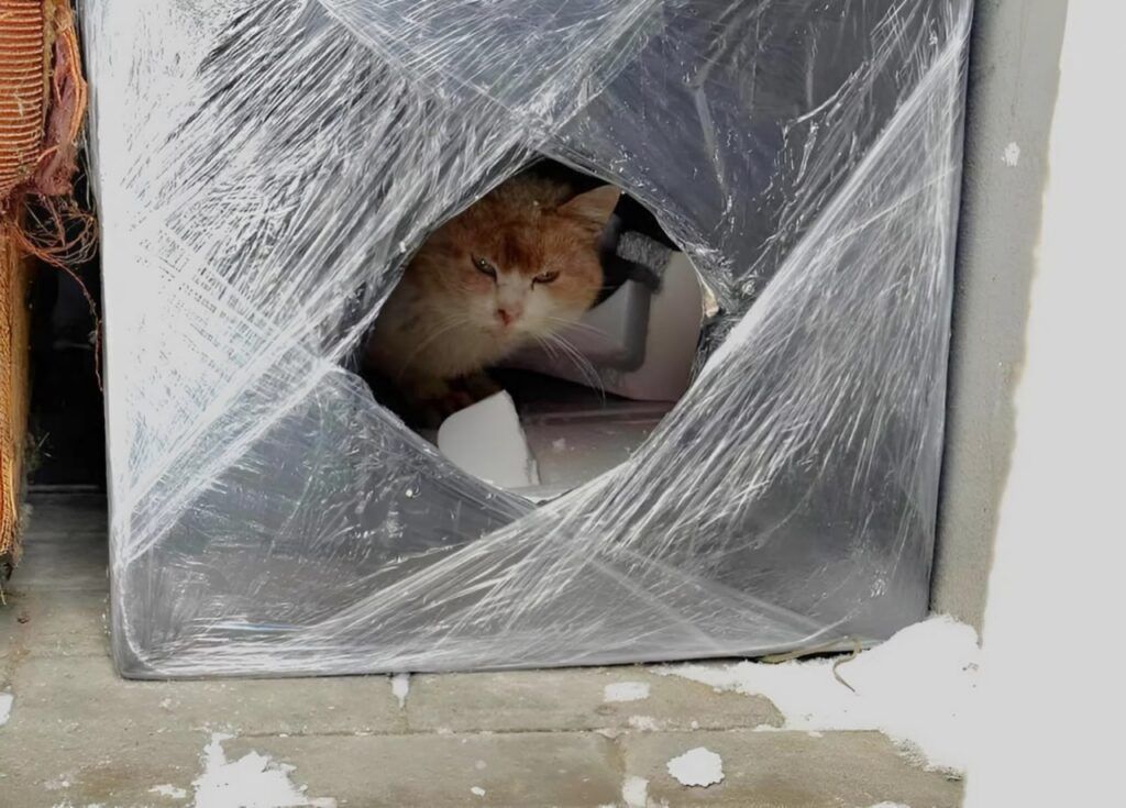 Коробка тепла — в Смолевичах спасают животных от холода