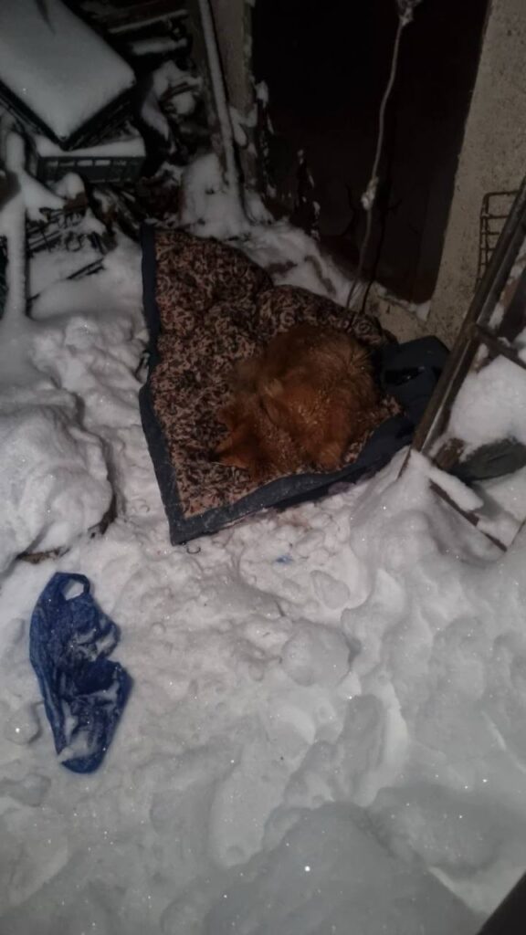 Собака спасение Фаниполь