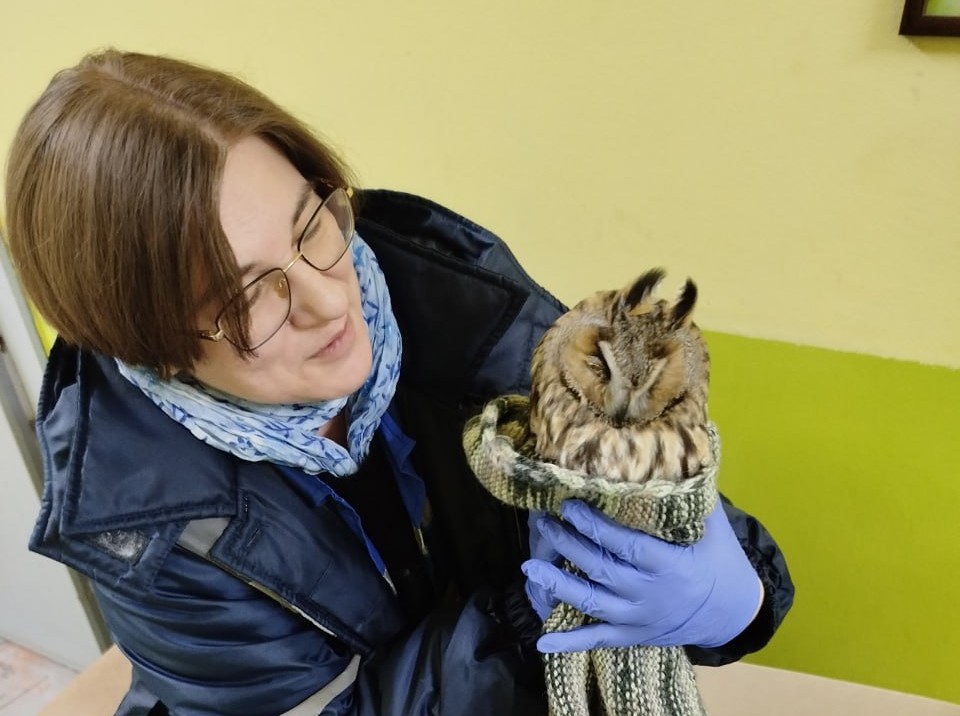 В Минске из сугробов спасли обессилевшую ушастую сову