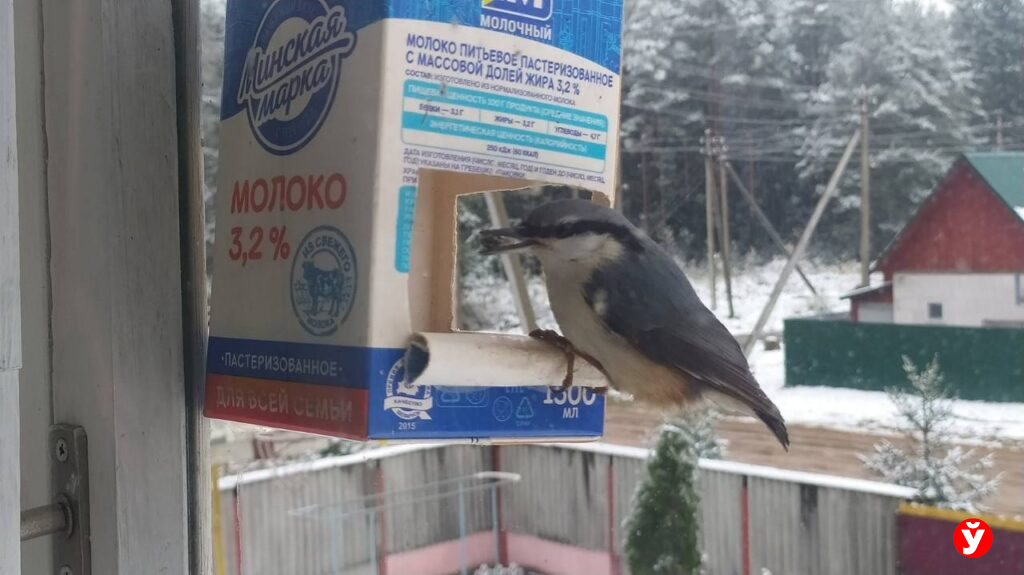 Птичья столовая в Крупках