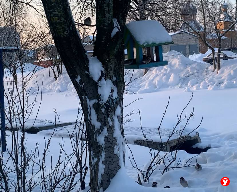 Птичья столовая в Крупках