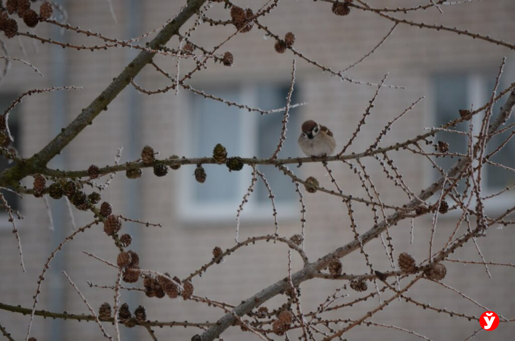 Птичья столовая в Крупках