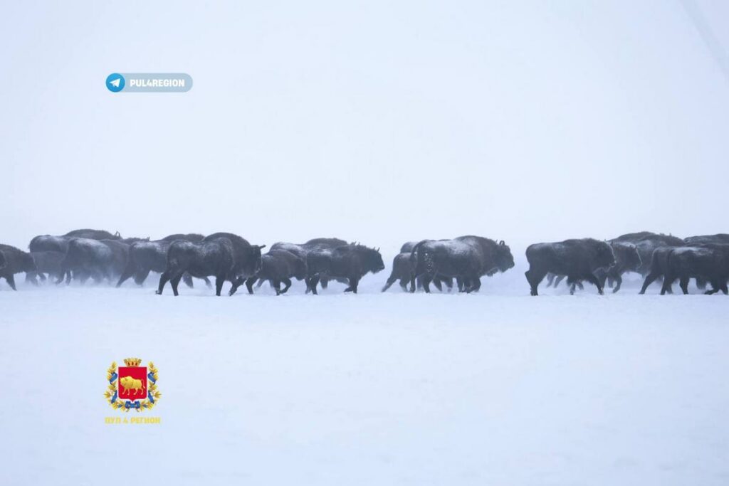 В Гродненской области зубров спасают от голода десятками тонн специального корма