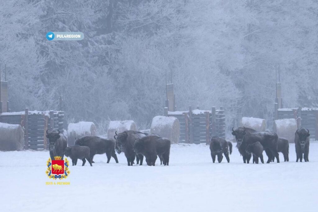 В Гродненской области зубров спасают от голода десятками тонн специального корма